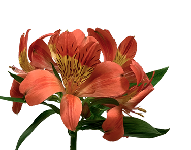 ALSTROEMERIA PARTY