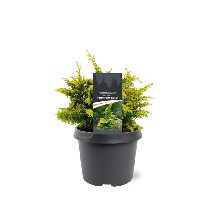 <h4>Chamaecyparis obtusa 'Fernspray Gold'</h4>