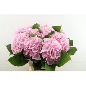 Hydr M Verena Pink 65-22
