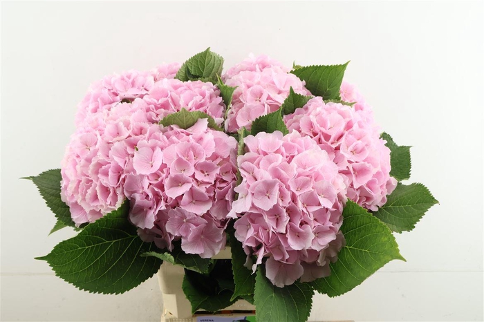 <h4>Hydr M Verena Pink 65-22</h4>