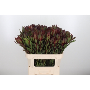 Leucadendron Safari Sunset