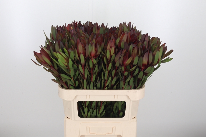 <h4>Leucadendron Safari Sunset</h4>