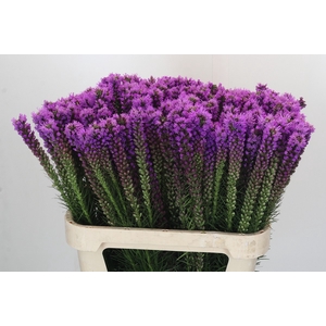 Liatris Callilepis