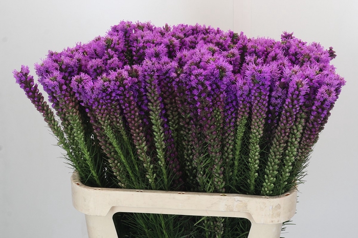 <h4>Liatris Callilepis</h4>