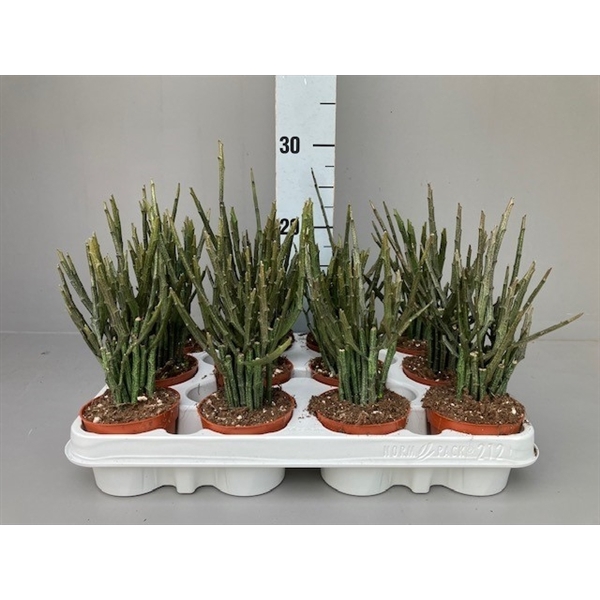 <h4>Euphorbia platyclada erecta</h4>