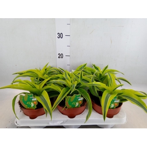 Dracaena frag. 'Lemon Surprise'