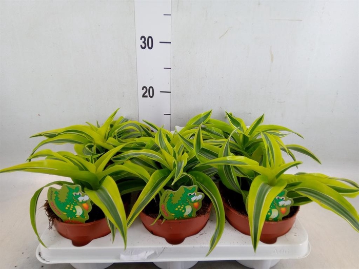 <h4>Dracaena frag. 'Lemon Surprise'</h4>