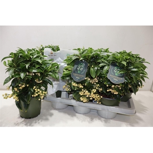 arr8 Ardis Cr Bos Pr Whit