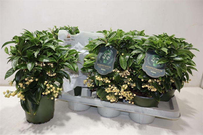 <h4>Ardis Cr Bos Pr Whit</h4>