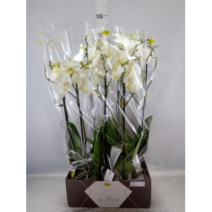 Phalaenopsis   ...white