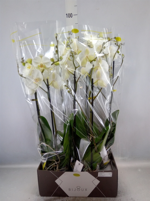 <h4>Phalaenopsis   ...white</h4>