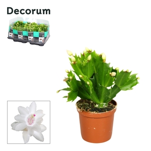 Schlumbergera - 7 cm - White (Malissa) - Decorum