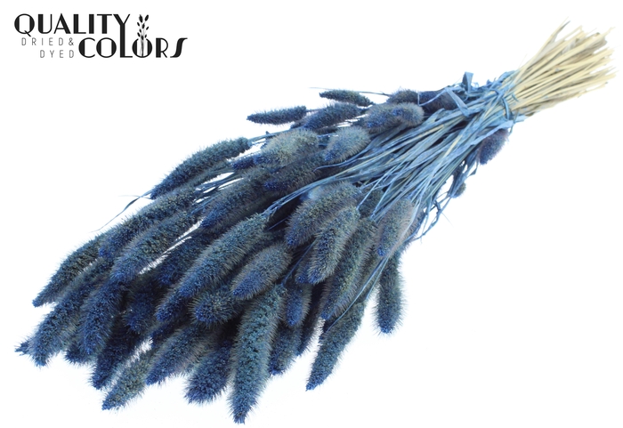Setaria per bunch Pearl Blue