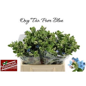 OXY CO TAN PURE BLU