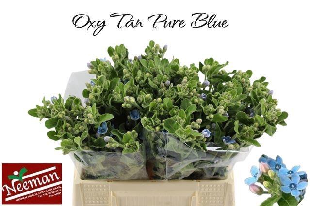 <h4>OXY CO TAN PURE BLU</h4>