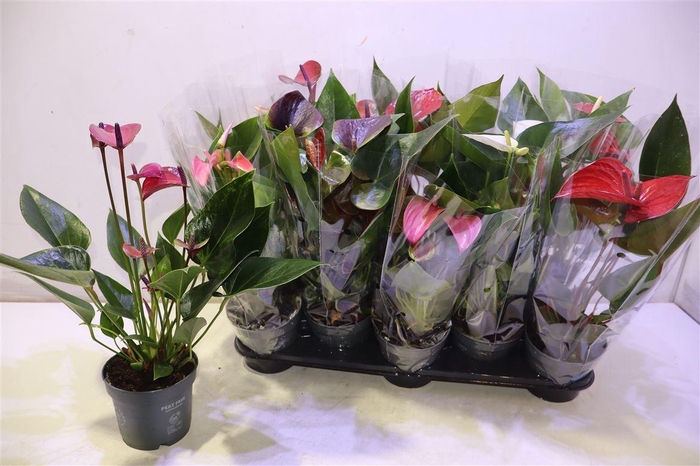 <h4>Anthu An Gem</h4>