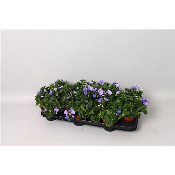 <h4>Convolvulus Sabatius Early Blue</h4>