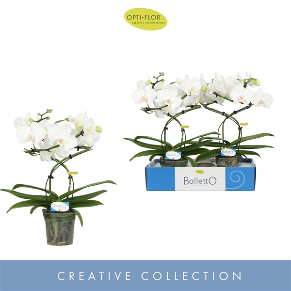 <h4>Balletto Wing 2 spike</h4>