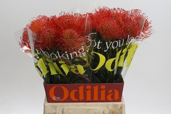 <h4>Nutans Succession</h4>