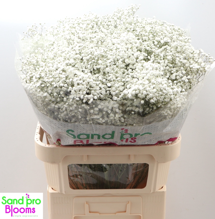 <h4>Gypsophila paniculata Optimus</h4>
