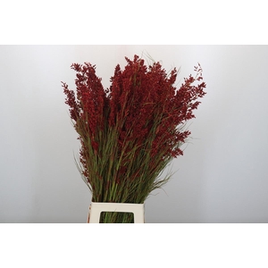 Bell Reed Male painted red