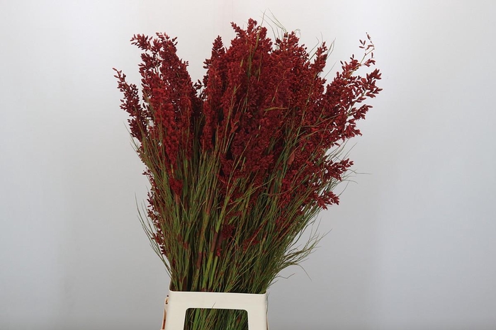 <h4>Bell Reed Male painted red</h4>