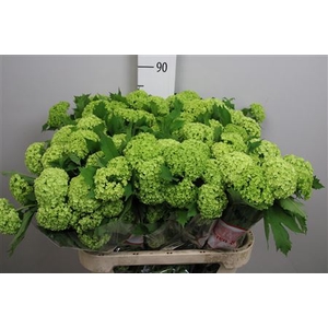 Viburnum Roseum St 4 Bal