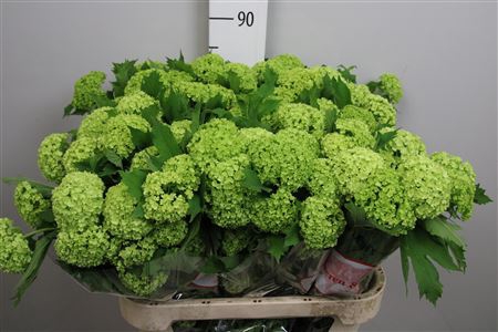 <h4>Viburnum Roseum St 4 Bal</h4>