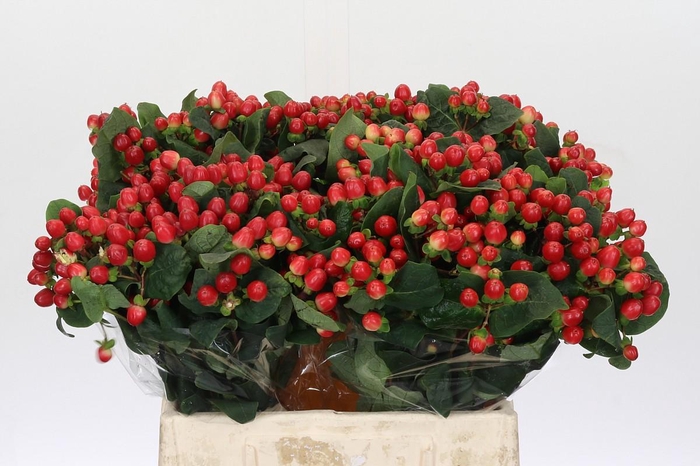 <h4>Hypericum True Romance</h4>