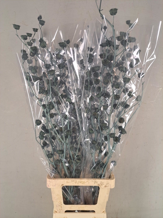 DF Lavatera Bs Grey 120g