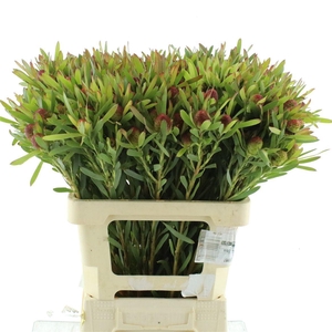 Leucad Chery Pearl Spray