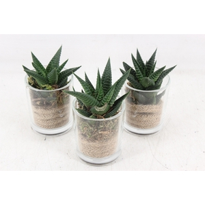 arr3 SN - Glas vaas x16