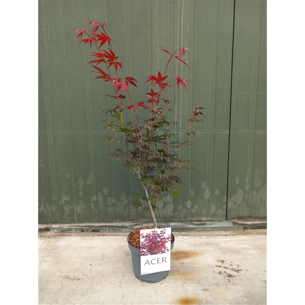 <h4>Acer palmatum Skeeters Broom</h4>