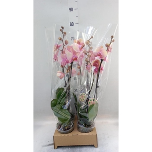Phalaenopsis   ...