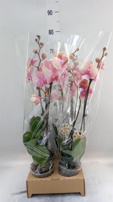 <h4>Phalaenopsis   ...</h4>