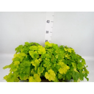 Tolmiea menziesii   ...variegated