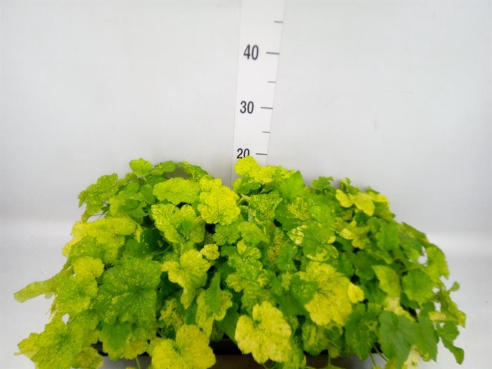 <h4>Tolmiea menziesii ...variegated</h4>