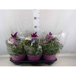 Perkplanten   ...mix /pot [Bedding]