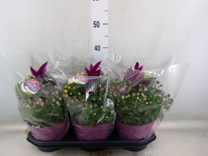 <h4>Perkplanten   ...mix /pot [Bedding]</h4>