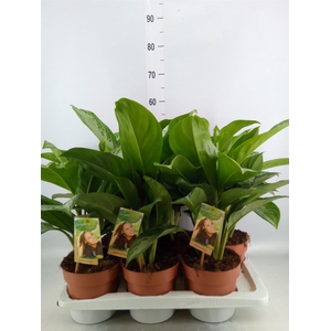 Aglaonema  'Silver Bay'