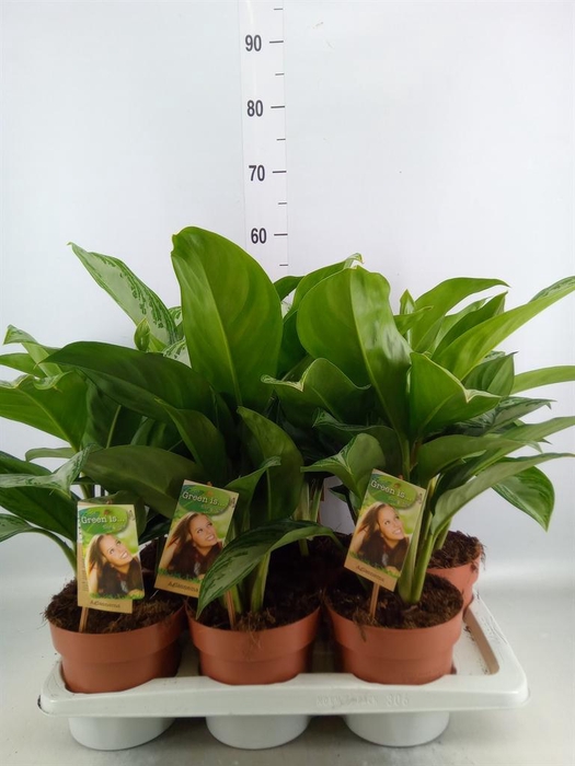 <h4>Aglaonema 'Silver Bay'</h4>