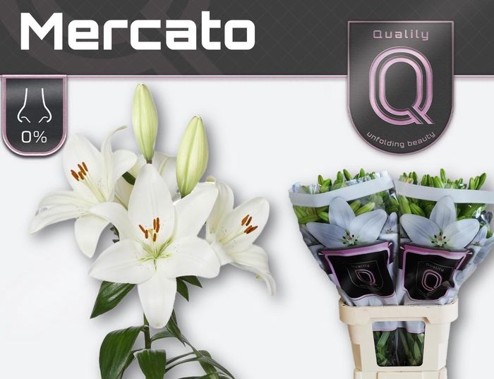 <h4>LI LA MERCATO 2+</h4>