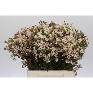 Chamelaucium Moonlight Delight