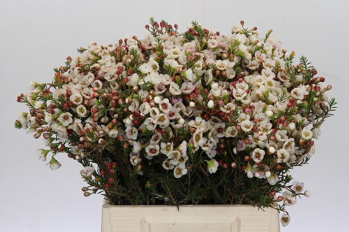 Chamelaucium Moonlight Delight