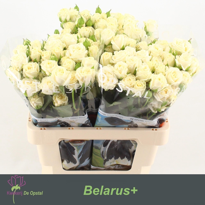<h4>R tr Belarus+</h4>