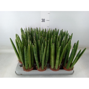 Sansevieria cyl.  ...