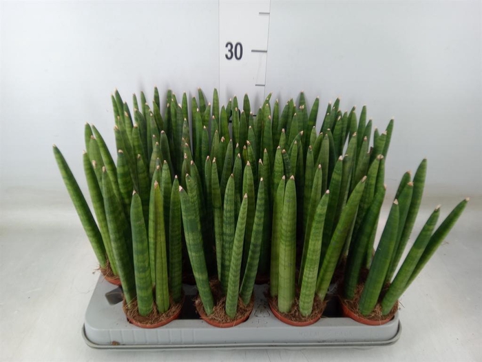 <h4>Sansevieria cyl.  ...</h4>