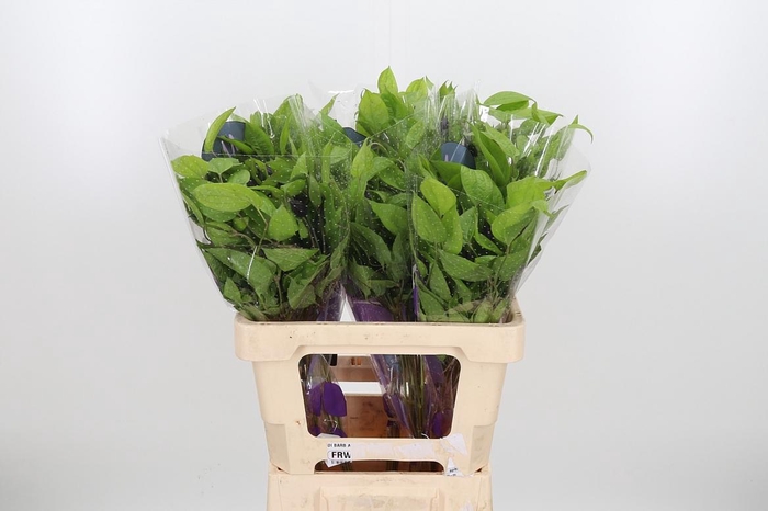 <h4>Clem Amazing Havana</h4>