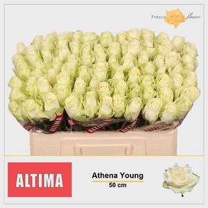 R Gr Athena