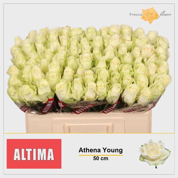 <h4>R Gr Athena</h4>